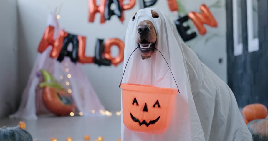 A Halloween dog dressed as a ghost holds a pumpkin-shaped basket for treats.