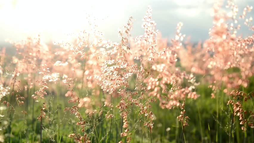 Sunlight streams through a field of wild grass at sunset