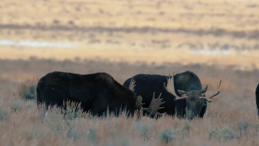 Two bull moose fighting in field in Grand Teton National Park.