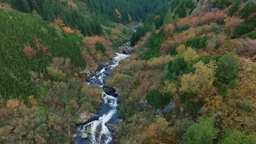 A Crystal-clear River Winds Through a Vibrant Autumn Forest - Aerial Drone Shot