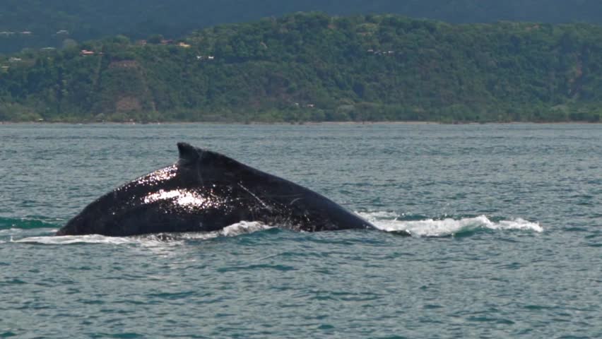 A majestic humpback whale breaks the ocean’s surface just off the coast of Uvita, Costa Rica.