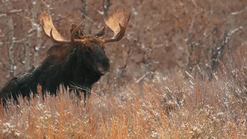 Close up of large bull moose crossing road in Grand Teton National Park.