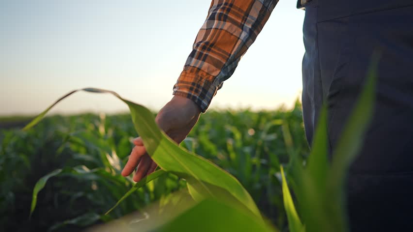 Farmer hand touches leaf on corn plant in sunlit field. Nature shows power of agriculture. Farmer inspects leaf, feeling healthy crop. Leaf bends gently under farmer fingers. Green field grows strong.