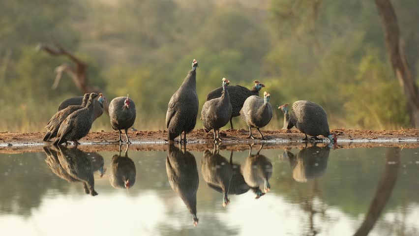 Wide shot of a flock of helmeted guinea fowl drinking at a waterhole in front of an underground hide, Greater Kruger.