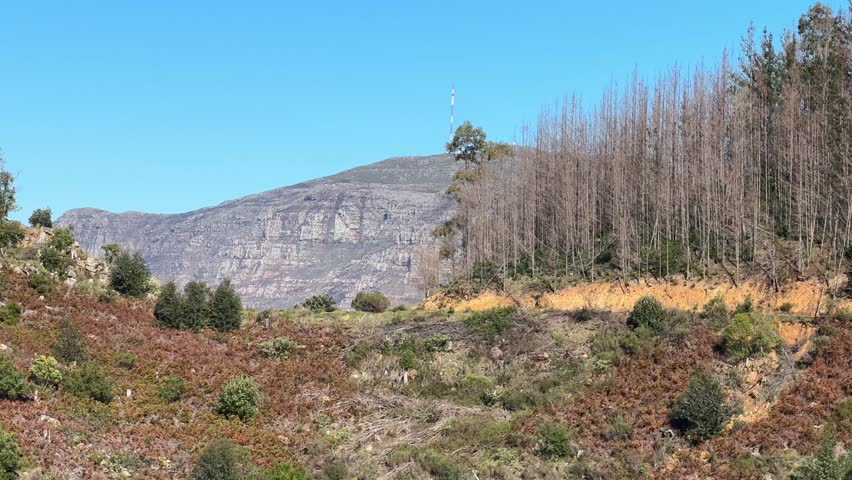 Looking out over the woodland from Cecilia Forest in Constantia, Cape Town.