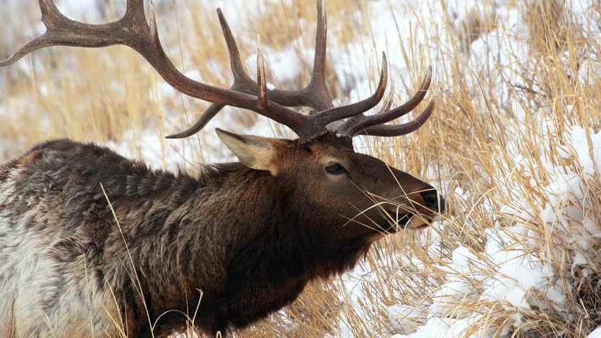 Close up of bull elk eating on hill during Yellowstone National Park winter.