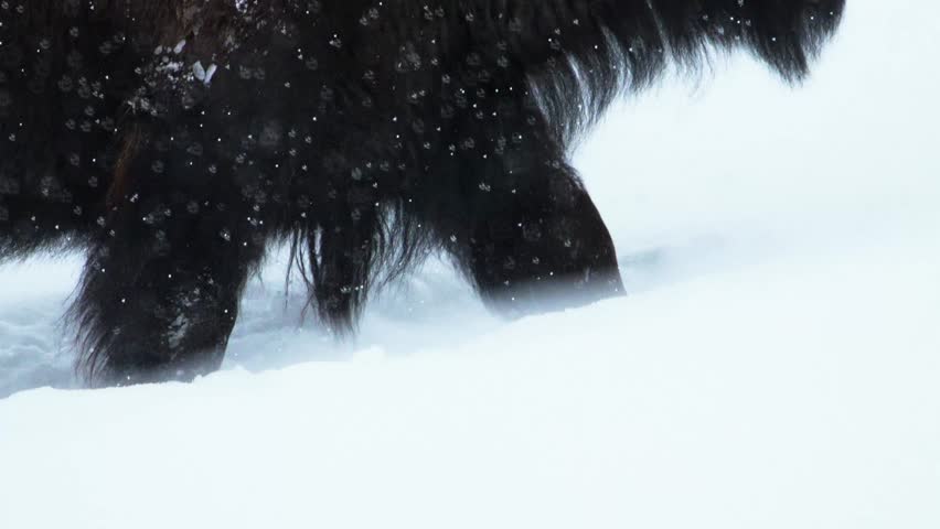 Close up of bison moving through heavy winter snow in Yellowstone National Park.