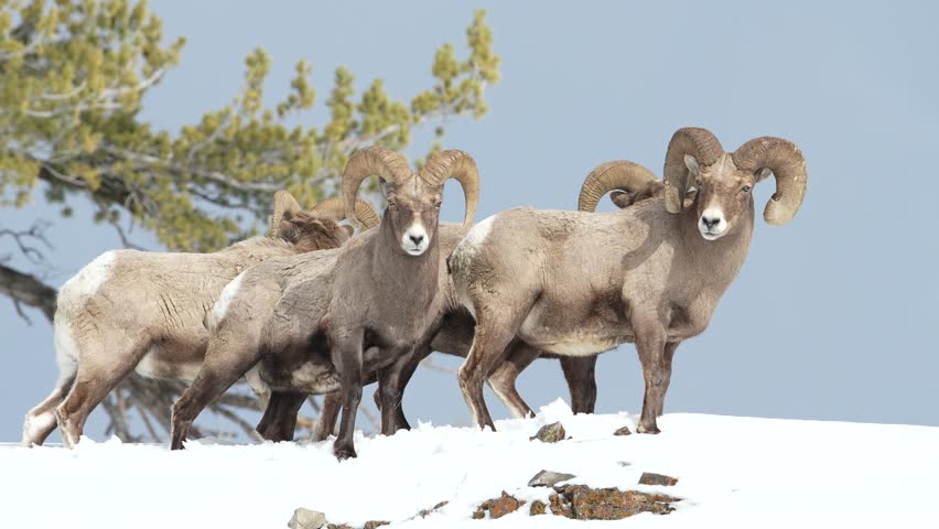 Bighorn sheep group on hill in Yellowstone National Park.