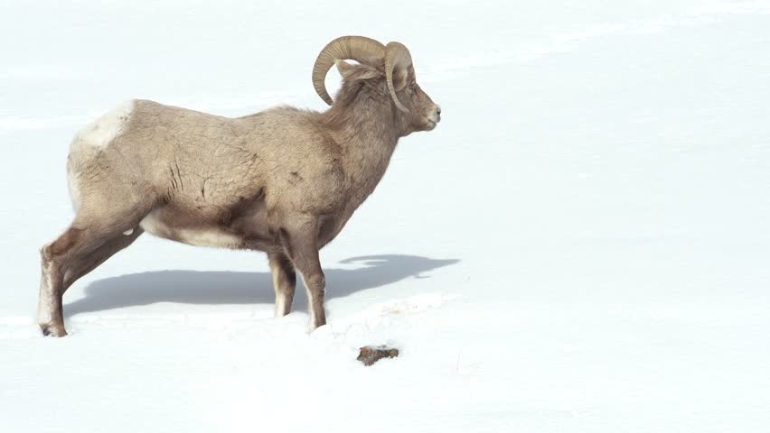 Bighorn sheep pawing at snow in Yellowstone National Park winter.