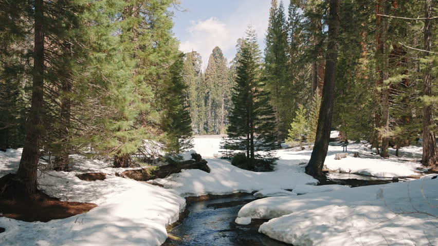 Winter Creek Surrounded by Sequoia Trees