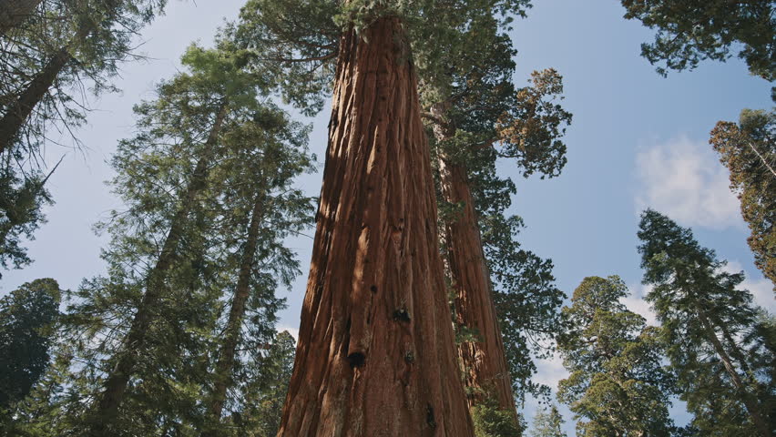 Giant Sequoia Trunk Upward View Sequoia National Park