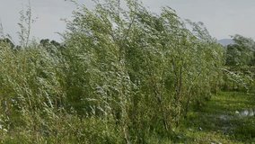 Green Willow Trees Swaying in Wind - Powered by Shutterstock - Get 15% off with code: PIKWIZARD15
