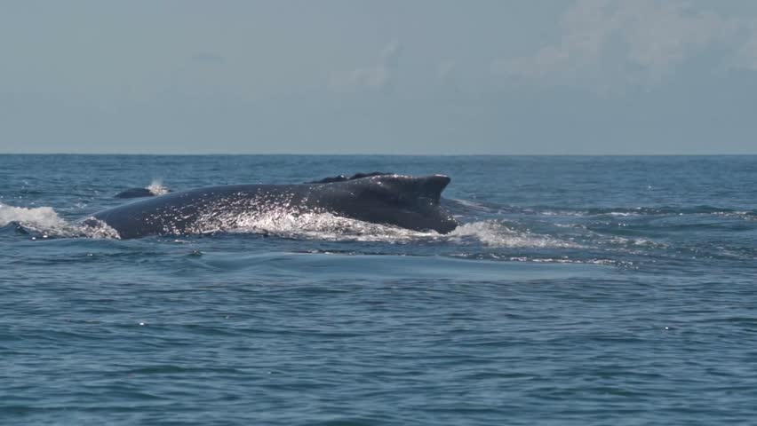 Three humpback whales glide in unison through the waters off Uvita, Costa Rica.