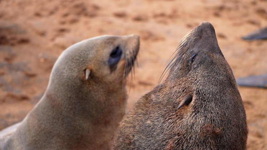 In Namibia, two Cape fur seals are captured in a close-up shot, showing their detailed faces and whiskers. Their eyes and expressions reflect a quiet moment in the wild coastal environment.