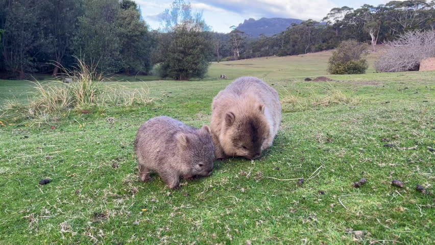 A Wombat mother and child in Maria Island in Tasmania Australia