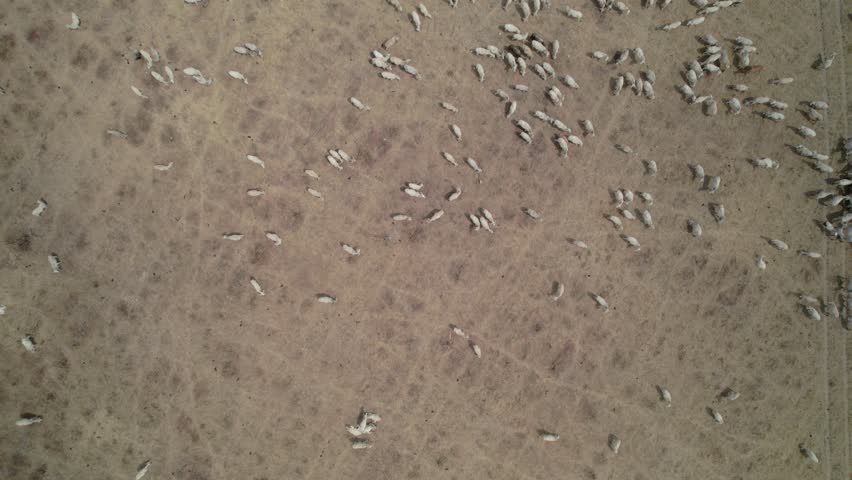 Grazing cows in a dry meadow captured from a drone's aerial view, moving forward