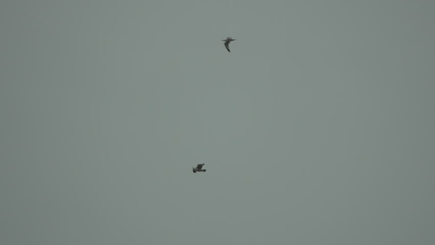 Seagull flying sky, two birds soaring overhead in overcast day