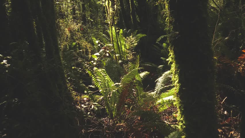 Sunlight filtering through the dense undergrowth of a temperate forest in New Zealand, highlighting lush foliage, natural beauty, and peaceful wilderness.

