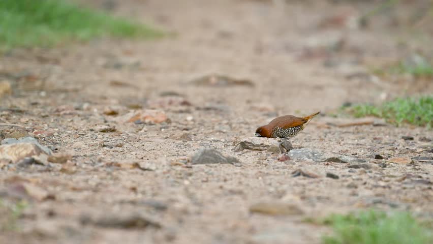 A pair of Scaly-breasted Munias forage on the ground in soft morning light, displaying calm feeding behavior and natural movement in a rural setting.