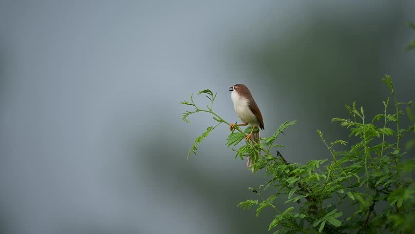 A Yellow-eyed Babbler sings from a perch in its natural environment. Captures detailed vocal behavior of this active, small passerine in daylight.