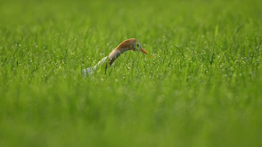 A beautiful, eye-level shot of a (likely a Cattle Egret) wading bird foraging amidst tall, vibrant green grass covered in morning dew.