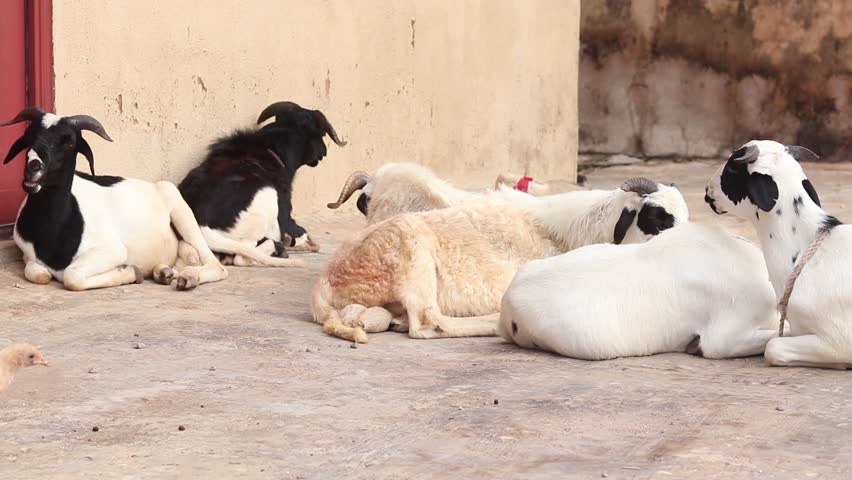 A chicken walks in front of a herd of goats lying on the pavement of a small Nigerian village