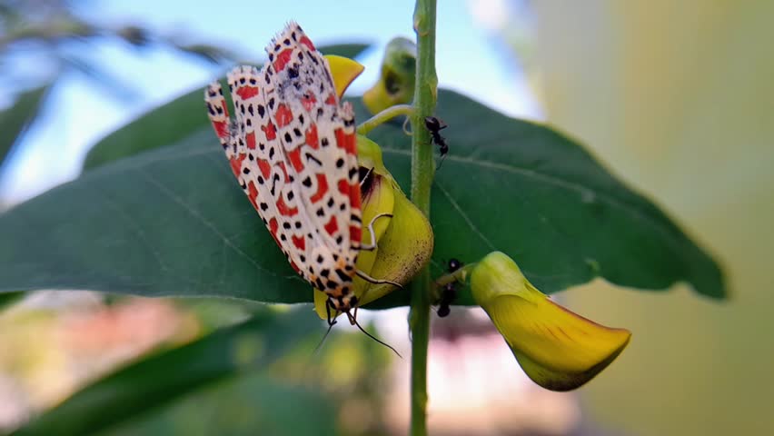 Utetheisa ornatrix, a moth in the subfamily Arctiinae. Its coloration is aposematic, pink, red, orange, and yellow to white, with black markings arranged in various patterns on its wings
