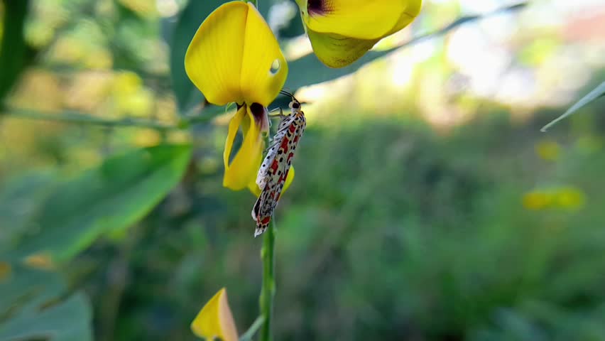 Utetheisa ornatrix, a moth in the subfamily Arctiinae. Its coloration is aposematic, pink, red, orange, and yellow to white, with black markings arranged in various patterns on its wings