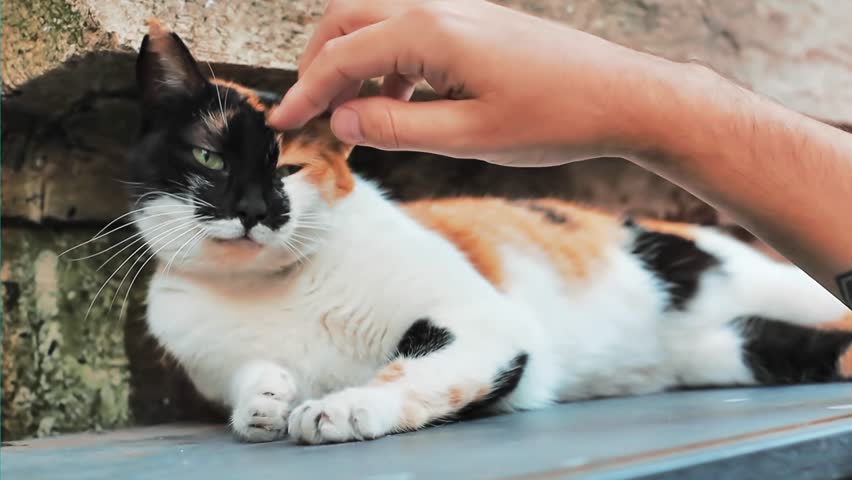 Man's hand petting the three colored cute cat in Istanbul Turkey