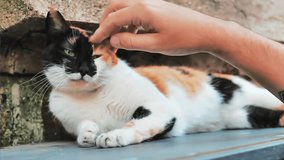 Man's hand petting the three colored cute cat in Istanbul Turkey - Powered by Shutterstock - Get 15% off with code: PIKWIZARD15