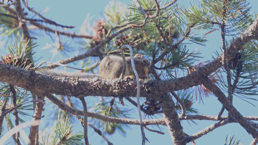 Douglas squirrel (Tamiasciurus douglasii) foraging atop a western white pine, eating a pine cone in the forests of Sierra County, California.