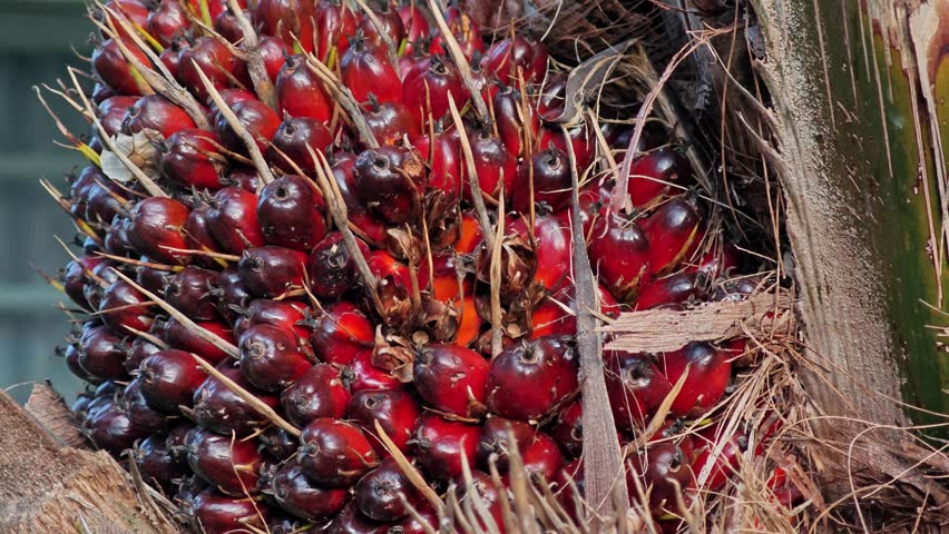 Large fresh palm oil bunch.