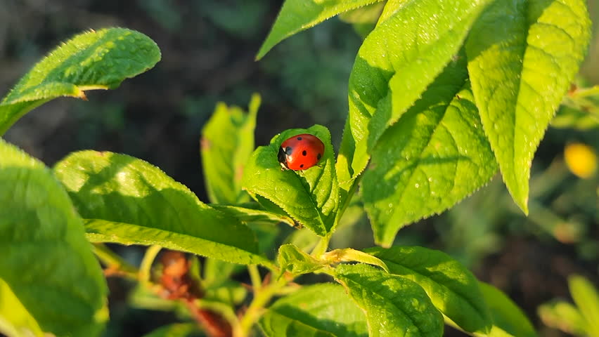 Insect Ladybug on a green leaf. An insect with a red back and black dots on a green leaf on a sunny spring day. Nature. Natural background