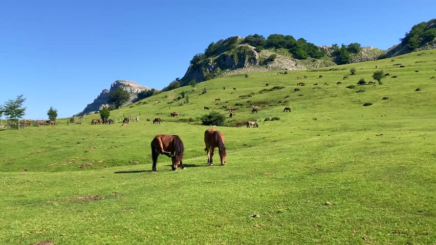 Horses in Gorbea Natural Park, Basque Country, Spain