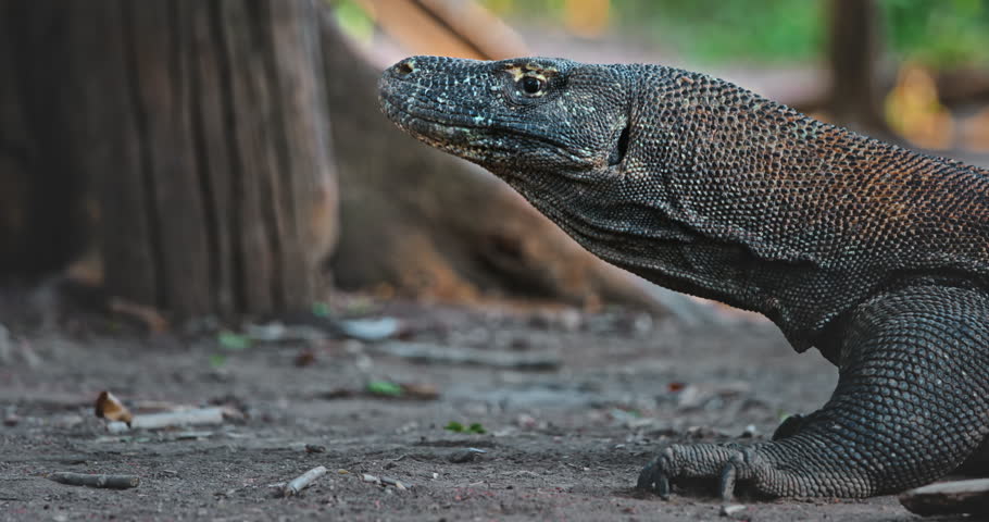 Large Komodo dragon (Varanus Komodoensis) walking on Rinca Island in Komodo National Park, Indonesia, a popular tourist destination for wildlife viewing