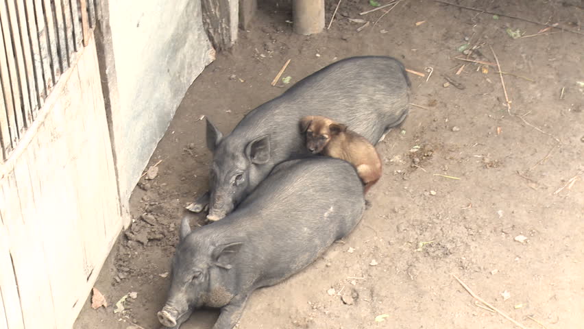 Puppy Rests Between Two Hogs. A cute puppy rests between bodies of two fat hogs.