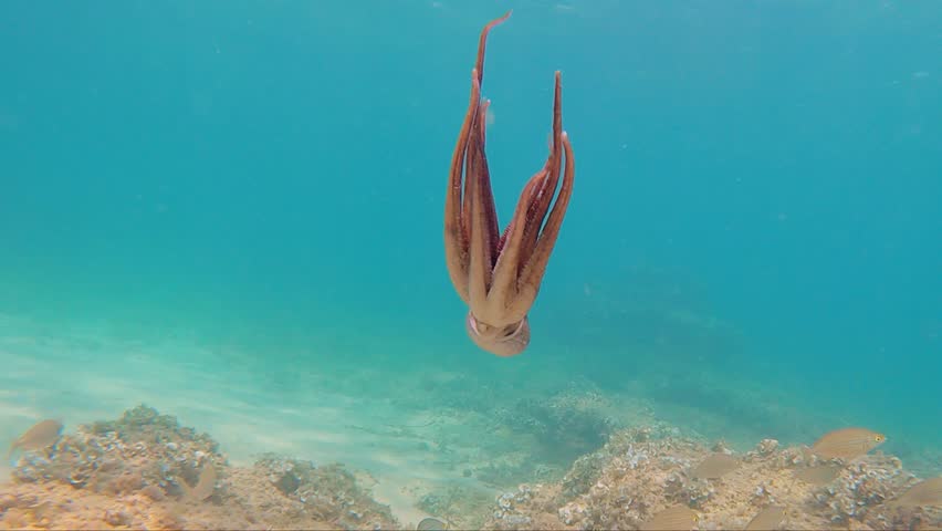octopus swimming underwater in mediterranean sea. One octopus at the sea in slow motion