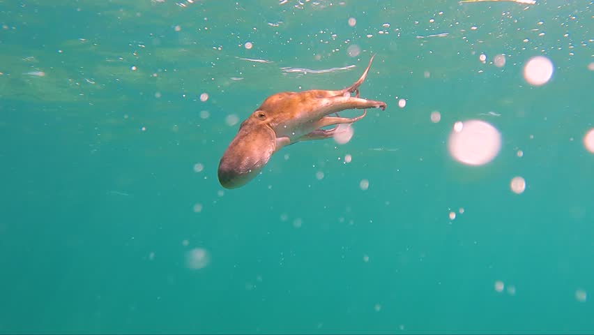 octopus swimming underwater in mediterranean sea. One octopus at the sea in slow motion