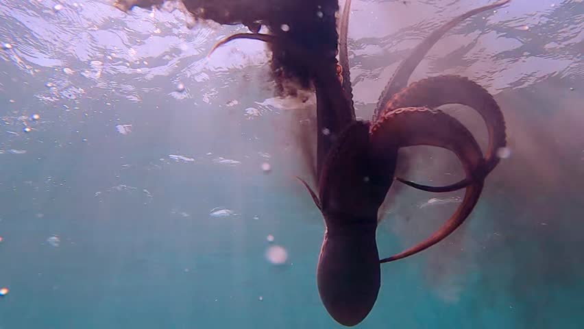 octopus swimming underwater in mediterranean sea. One octopus at the sea in slow motion