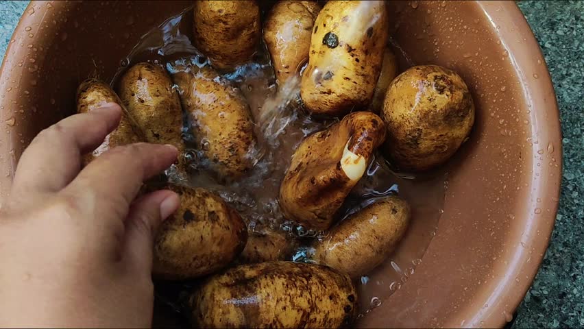 A person is washing newly harvested sweet potatoes. agricultural concept