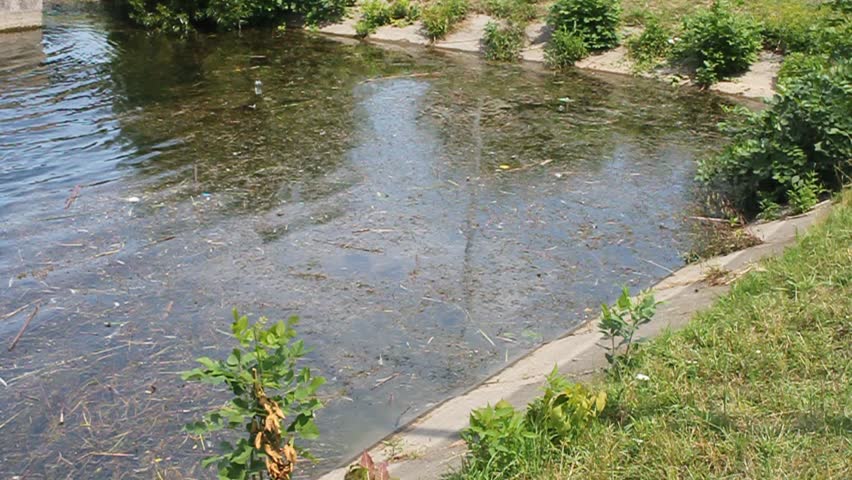 Polluted lake in the park.