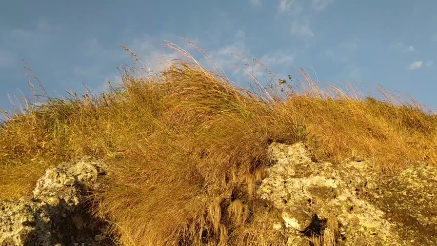 Dry grass blown by the wind stock footage.