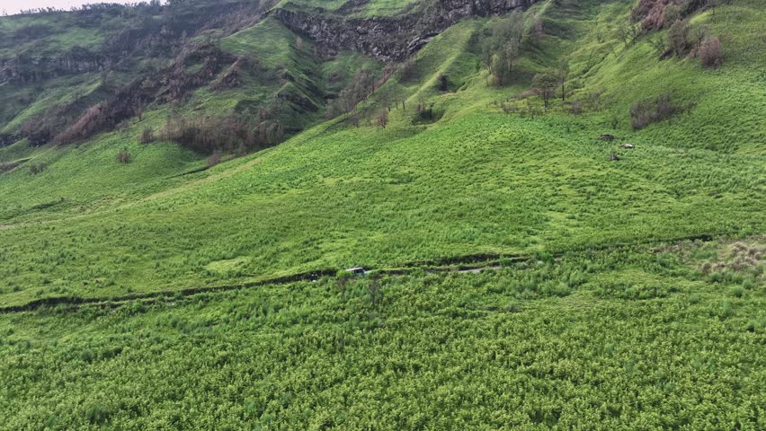 A vast expanse of rolling green savanna, known as Teletubbies Hill at Mount Bromo, is dissected by a winding, dry riverbed creating a stunning natural pattern.