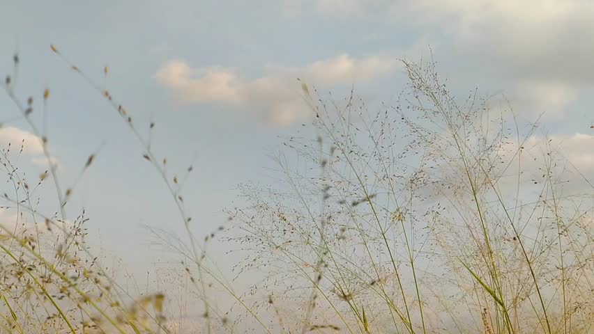 Wild grass blowing in the wind stock footage.