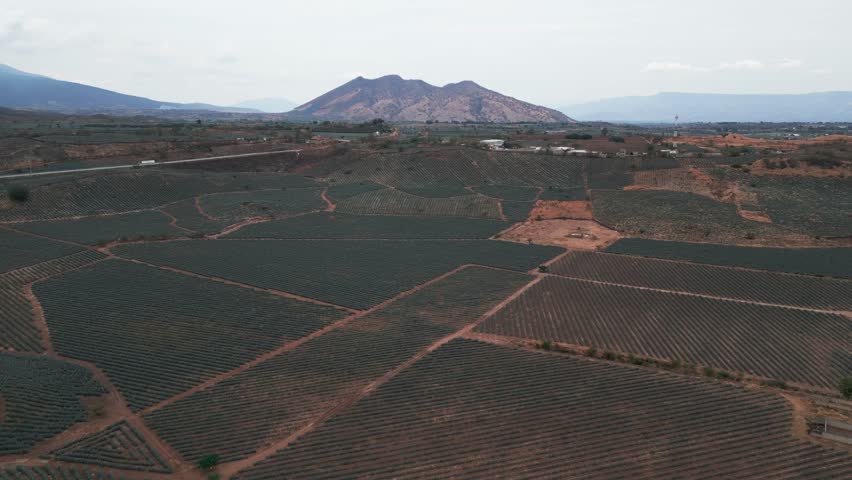 Aerial image of an agave field in Tequila, Jalisco. The drone flies over the field offering us a panoramic view of the agave landscape that is protected by UNESCO can see the Tequila volcano too