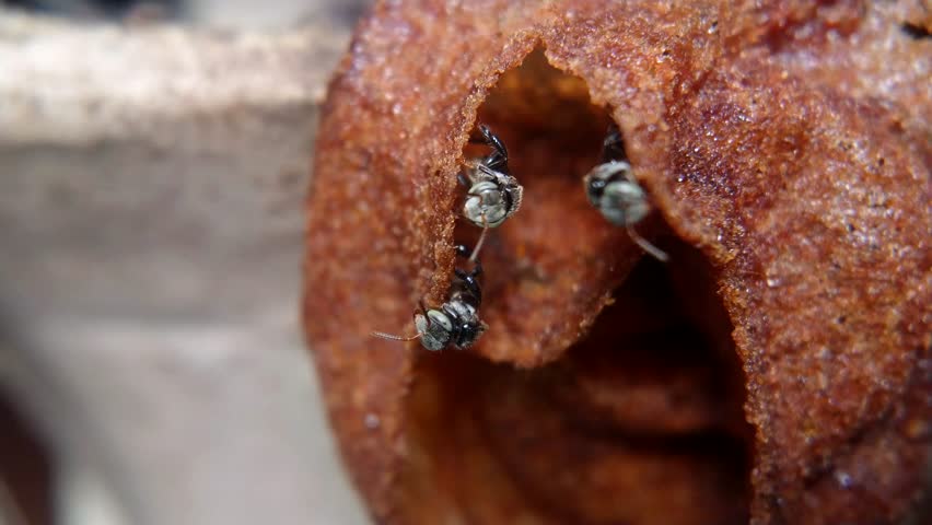 The Activity of Stingless Bees (Trigona sp.) at the Entrance of Their Hive - Close-up Video