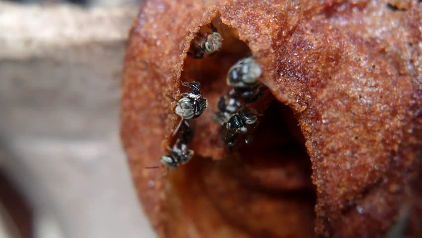 The Activity of Stingless Bees (Trigona sp.) at the Entrance of Their Hive - Close-up Video
