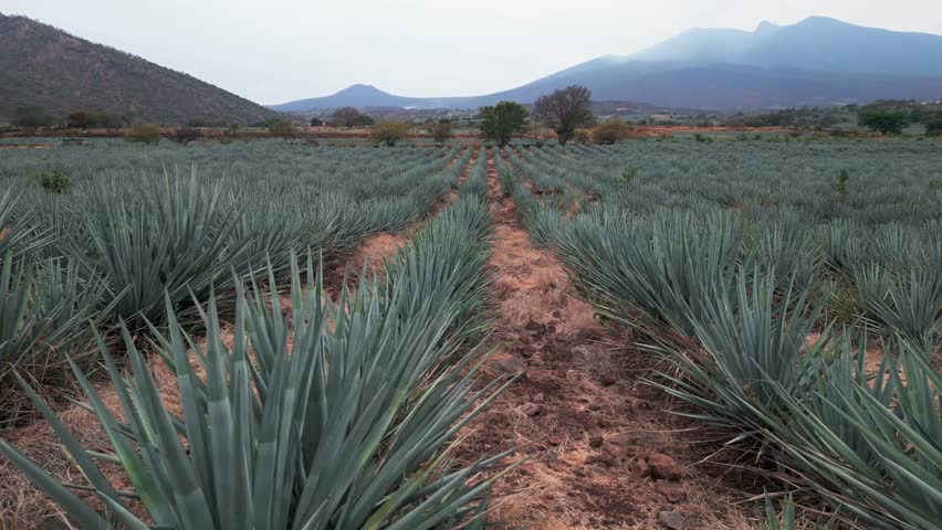 Aerial image of an agave field in Tequila, Jalisco. The drone flies over the field offering us a panoramic view of the agave landscape that is protected by UNESCO can see the Tequila volcano too