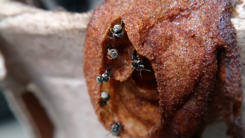 The Activity of Stingless Bees (Trigona sp.) at the Entrance of Their Hive - Close-up Video