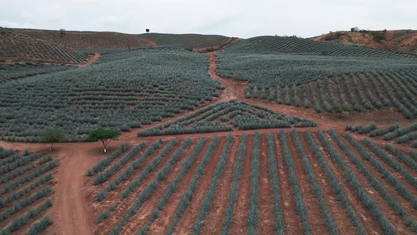Aerial image of an agave field in Tequila, Jalisco. The drone flies over the field offering us a panoramic view of the agave landscape that is protected by UNESCO can see the Tequila volcano too